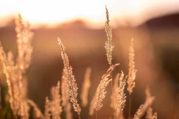 在日落的光的夏天草甸 — 图库照片