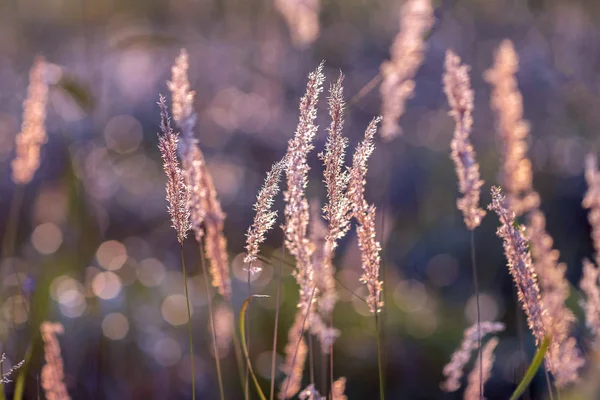 Sommerwiese Sonnenuntergang — Stockfoto