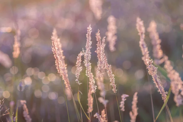 Sommerwiese Sonnenuntergang — Stockfoto