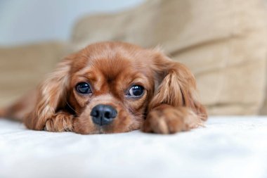 Sevimli köpek cavalier İspanyol koltukta yalan