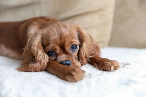 Cute Puppy Cavalier Spaniel Lying Sofa — Stock Photo, Image