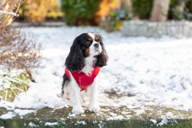 Kar, kış arka plan köpek ayakta