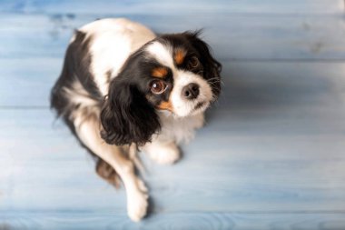 Sevimli köpek mavi katta oturan