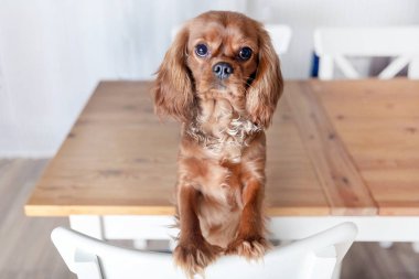 Beyaz Mutfak sandalye üzerinde sevimli köpek yavrusu