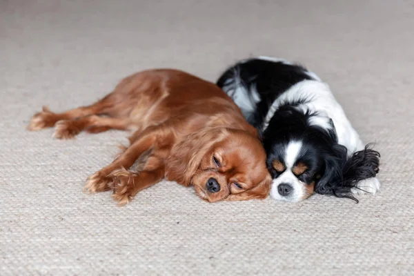 Zwei Hunde Schlafen Zusammen Auf Dem Teppich — Stockfoto