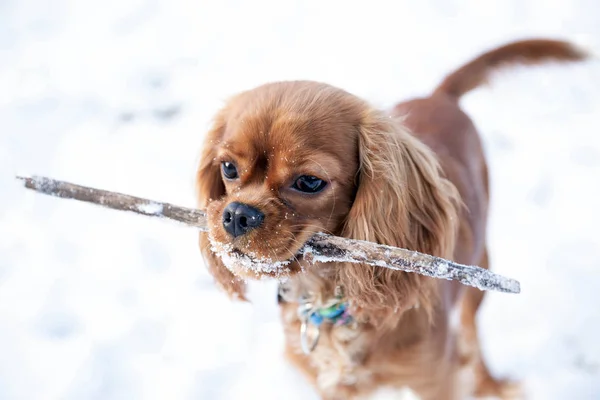 Hund Mit Stock Mund Spielt Schnee — Stockfoto