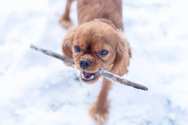 Netter Hund Mit Stock Mund Der Schnee Spielt — Stockfoto