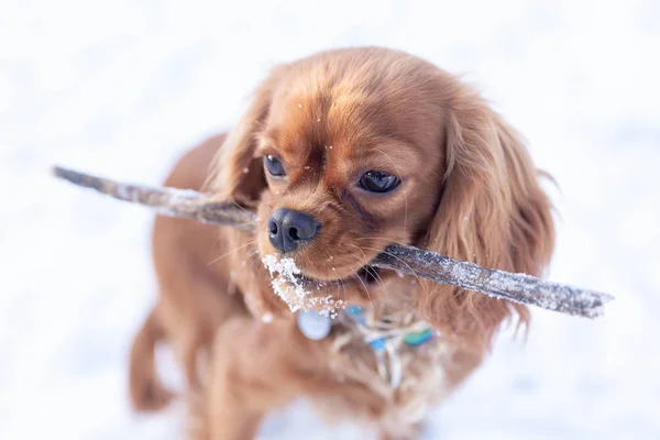 Schattige Hond Met Stok Mond Spelen Sneeuw — Stockfoto