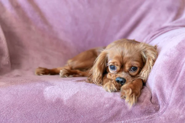 Bonito Cachorro Deitado Cobertor Rosa — Fotografia de Stock