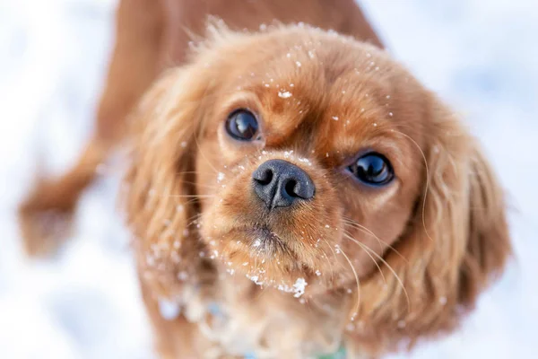 Cane Carino Con Neve Sulla Testa — Foto Stock