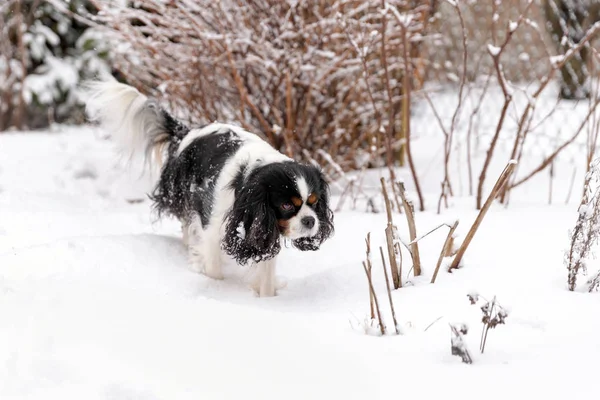 Dog walking through the snow, winter background