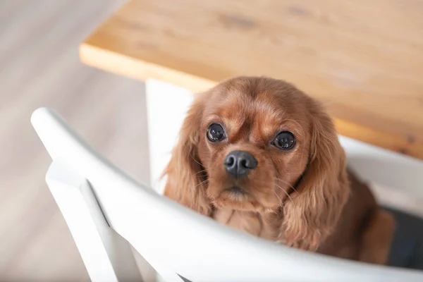 Schattige Puppy Stoel Van Witte Keuken — Stockfoto