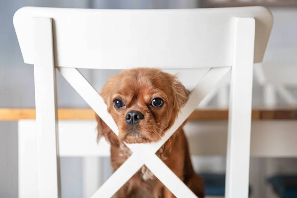 Cachorrinho Adorável Cadeira Cozinha Branca — Fotografia de Stock