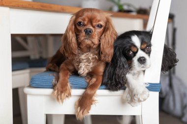 Beyaz sandalyede oturan iki komik köpek