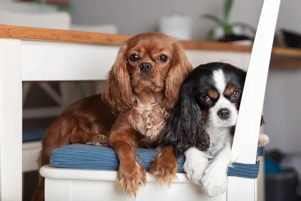 Zwei Lustige Hunde Liegen Auf Dem Weißen Stuhl — Stockfoto
