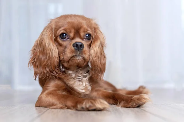 Cachorrinho Bonito Deitado Chão — Fotografia de Stock