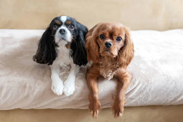 Zwei Hunde Warten Gemeinsam Auf Leckereien — Stockfoto