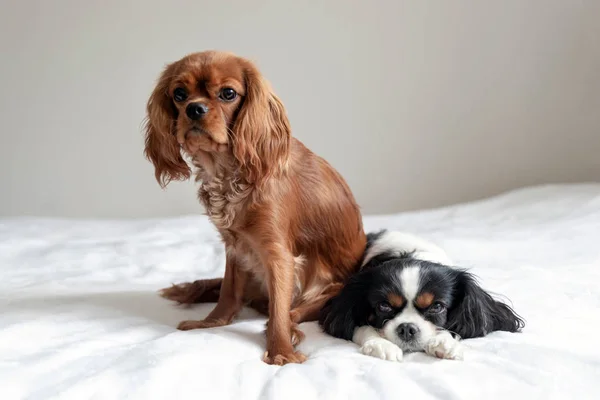 Lustiger Hund Sitzt Auf Dem Anderen Hund — Stockfoto