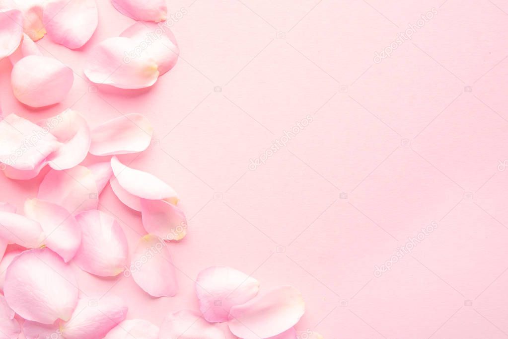 Rose flower petals on a pink, pastel background