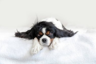 Bir köpeğin portresi.