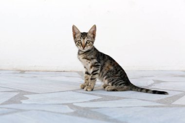 Bir kedinin portresi