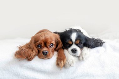 İki köpek birlikte yatıyor.