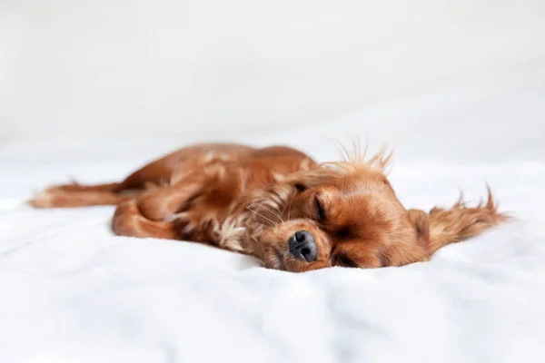 Carino cucciolo sul letto — Foto Stock