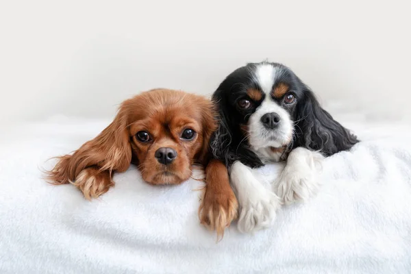 Zwei Hunde liegen zusammen — Stockfoto