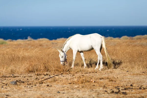 Blanc beau cheval — Photo