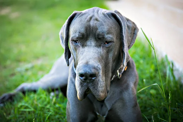 Danska hund — Stockfoto