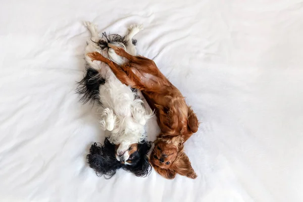 Glückliche Hunde in lustiger Schlafposition — Stockfoto