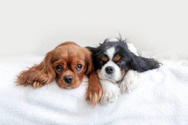 İki köpek birlikte yatıyor.