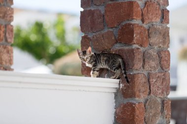 Bir kedinin portresi