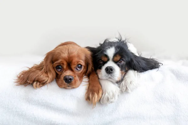 Zwei Hunde liegen zusammen — Stockfoto