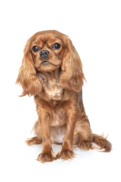 Retrato de cavalier spaniel — Fotografia de Stock