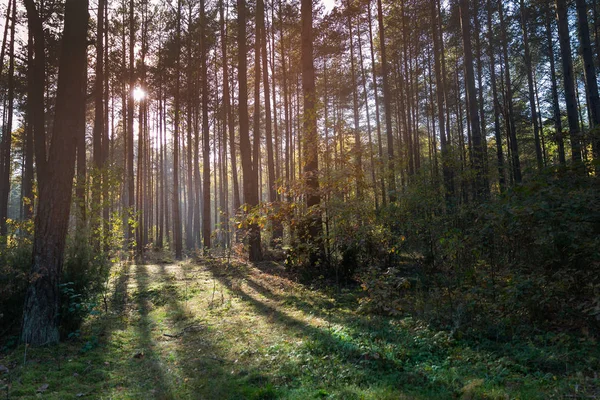 Floresta durante o pôr do sol — Fotografia de Stock