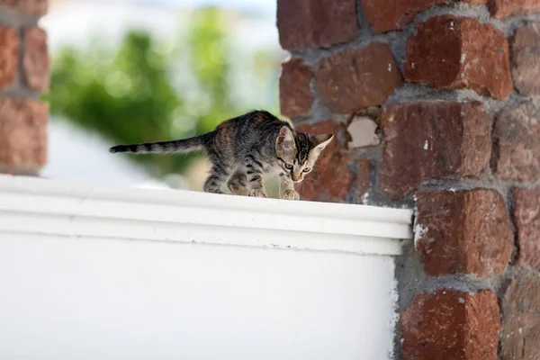 猫の肖像画 — ストック写真