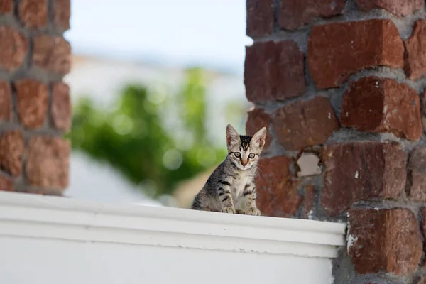 Portretul unei pisici — Fotografie, imagine de stoc