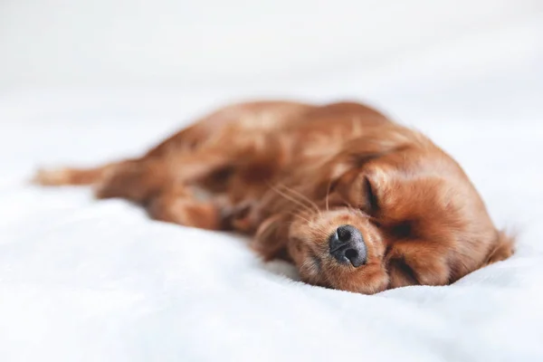 Carino cucciolo sul letto — Foto Stock