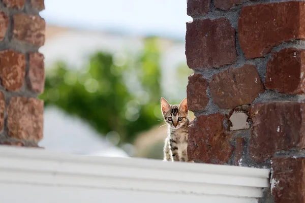 Portrett av en katt – stockfoto