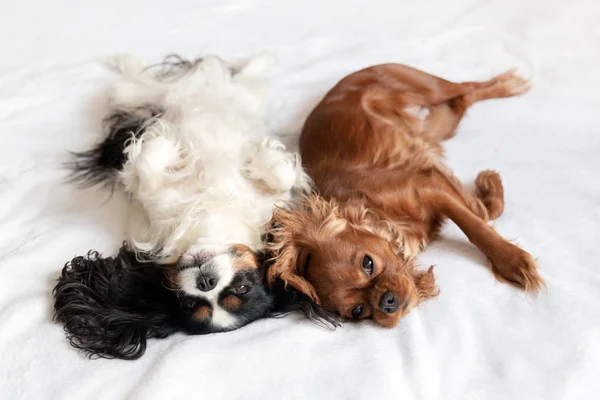 Happy dogs in funny sleeping position