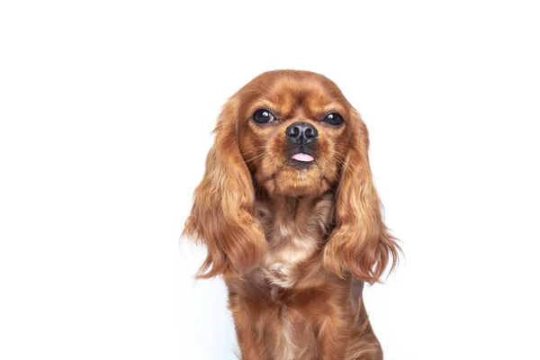 Zunge raus Hund — Stockfoto