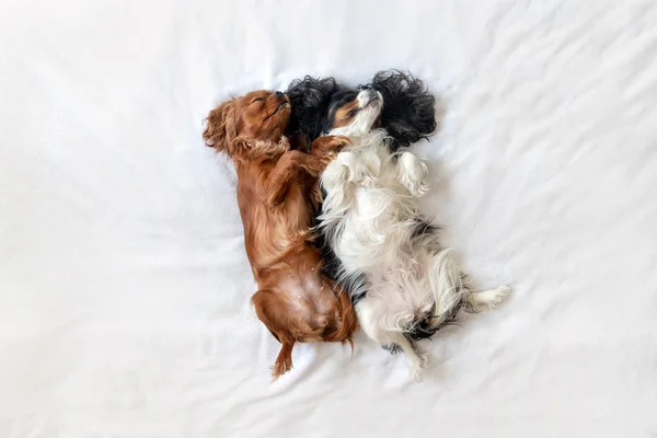 Happy dogs in funny sleeping position