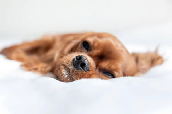 Carino cucciolo sul letto — Foto Stock