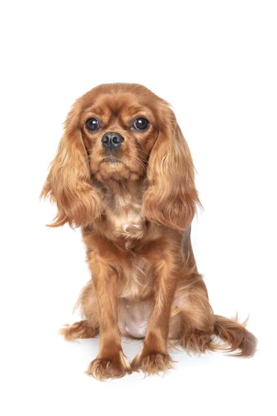 Cavalier Spaniel portresi — Stok fotoğraf