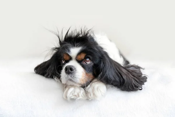 Retrato de um cão — Fotografia de Stock