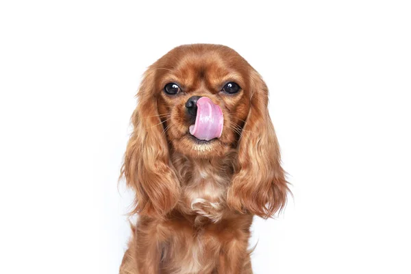 Zunge raus Hund — Stockfoto