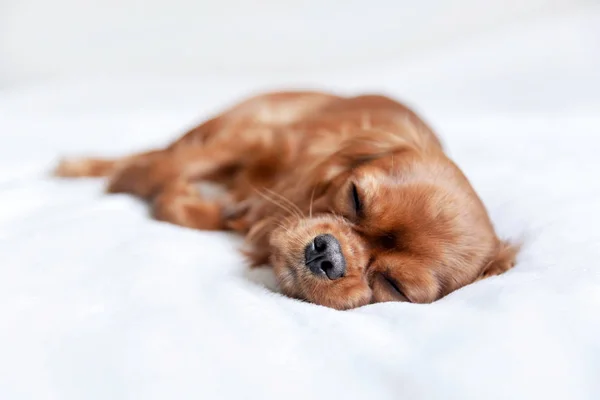 Carino cucciolo sul letto — Foto Stock