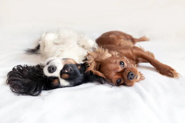 Cães felizes em posição de sono engraçado Fotos De Bancos De Imagens Sem Royalties