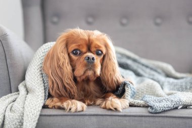 Şirin köpek, süvari köpek, evdeki sıcak battaniyenin altında dinleniyor.